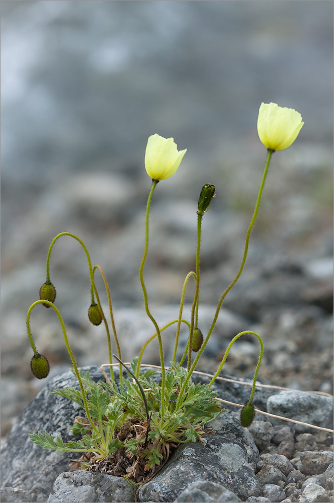 Image of Papaver lapponicum specimen.