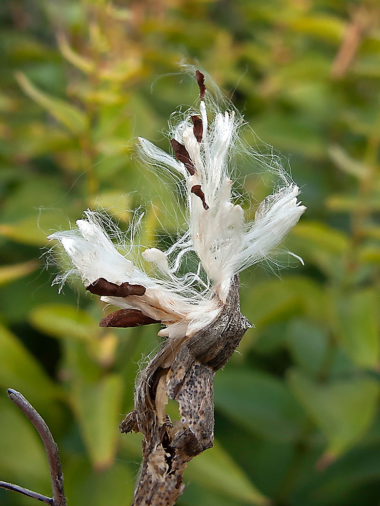 Image of Vincetoxicum hirundinaria specimen.