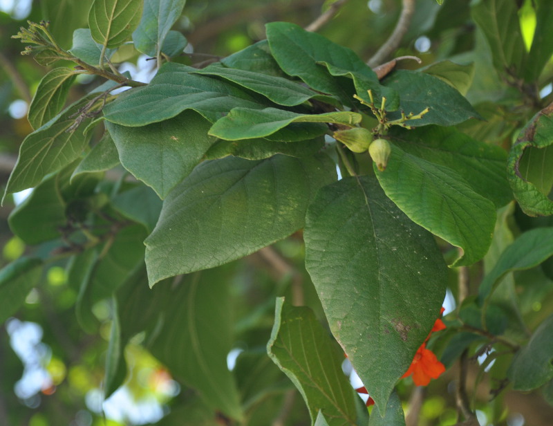 Изображение особи Cordia sebestena.