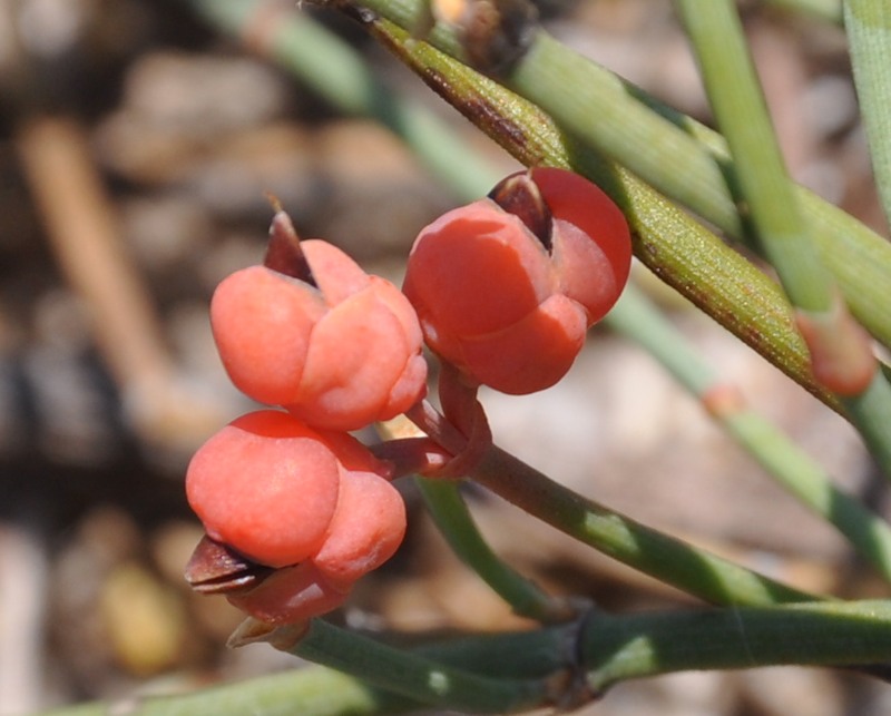 Изображение особи Ephedra distachya.