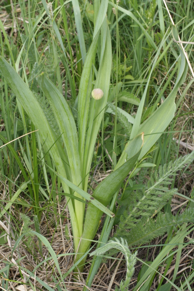 Image of Allium decipiens specimen.