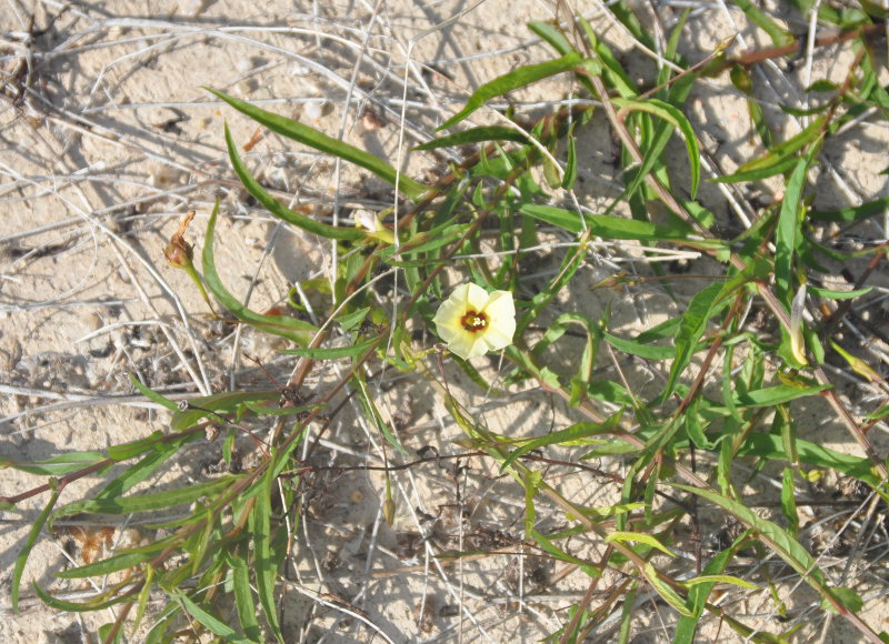 Image of Xenostegia tridentata specimen.