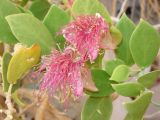 Capparis cartilaginea