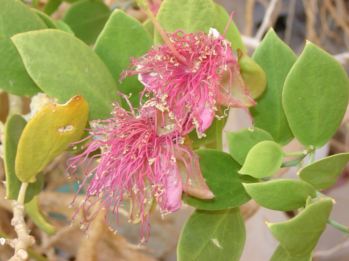 Изображение особи Capparis cartilaginea.