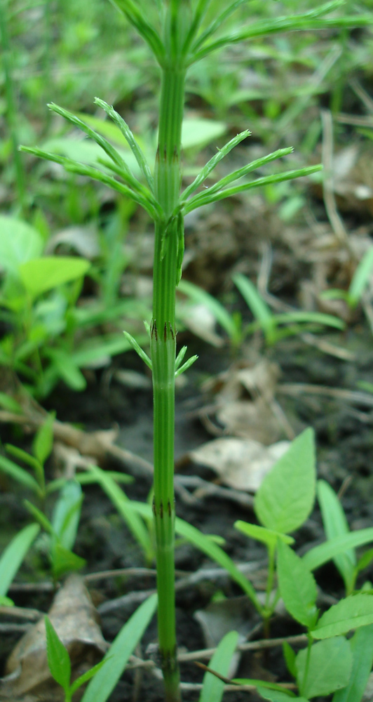 Изображение особи Equisetum arvense.