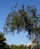 Callistemon phoeniceus