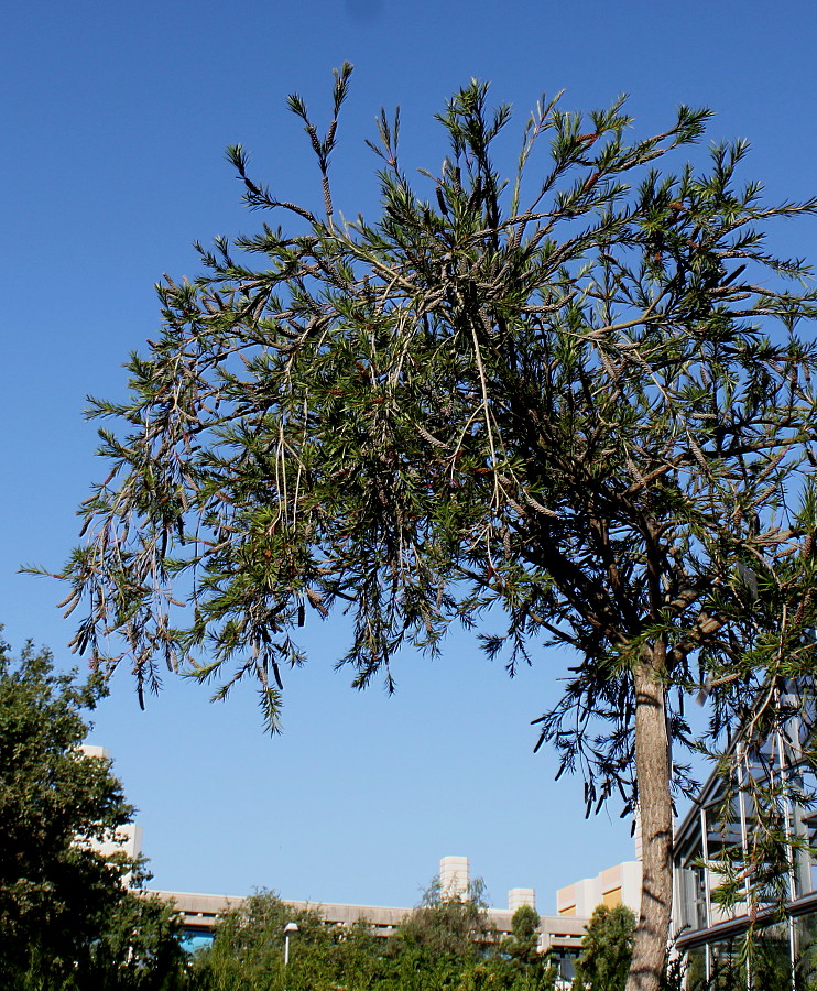 Изображение особи Callistemon phoeniceus.