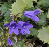 Campanula garganica