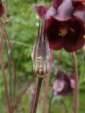 Aquilegia atrovinosa