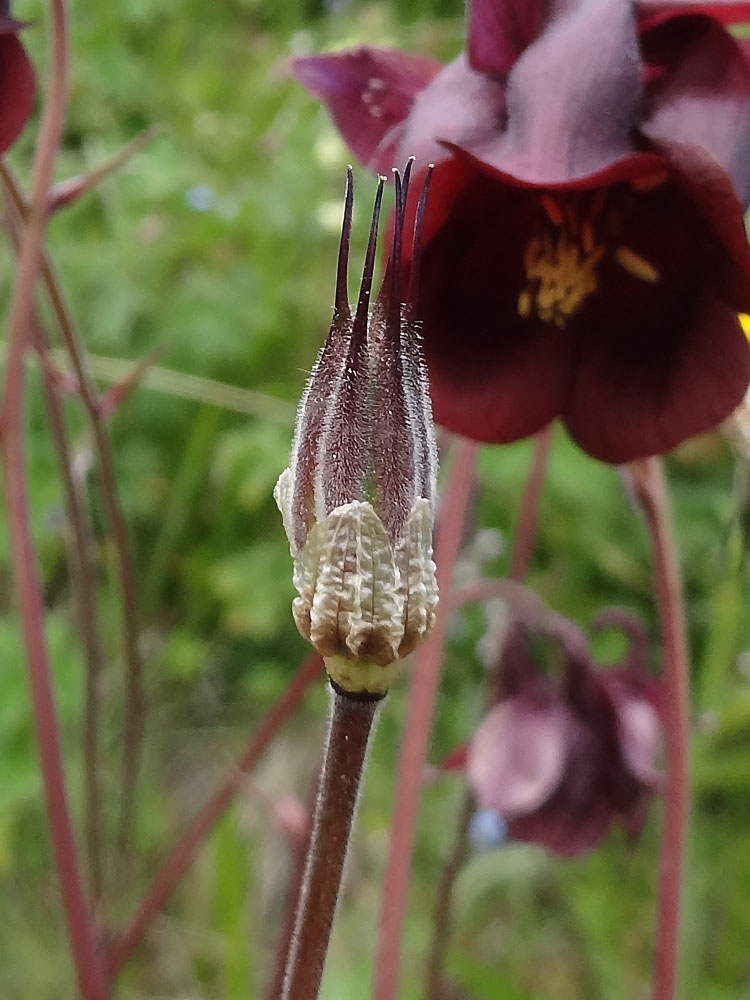 Изображение особи Aquilegia atrovinosa.