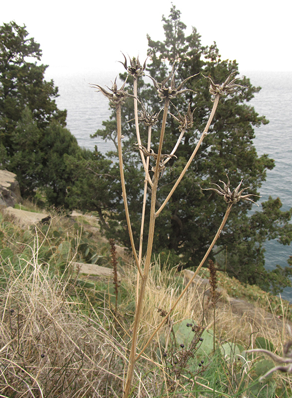 Image of Crepis alpina specimen.