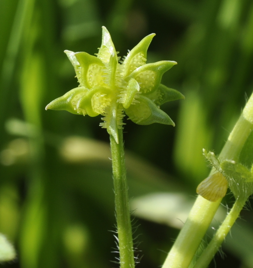 Изображение особи Ranunculus muricatus.