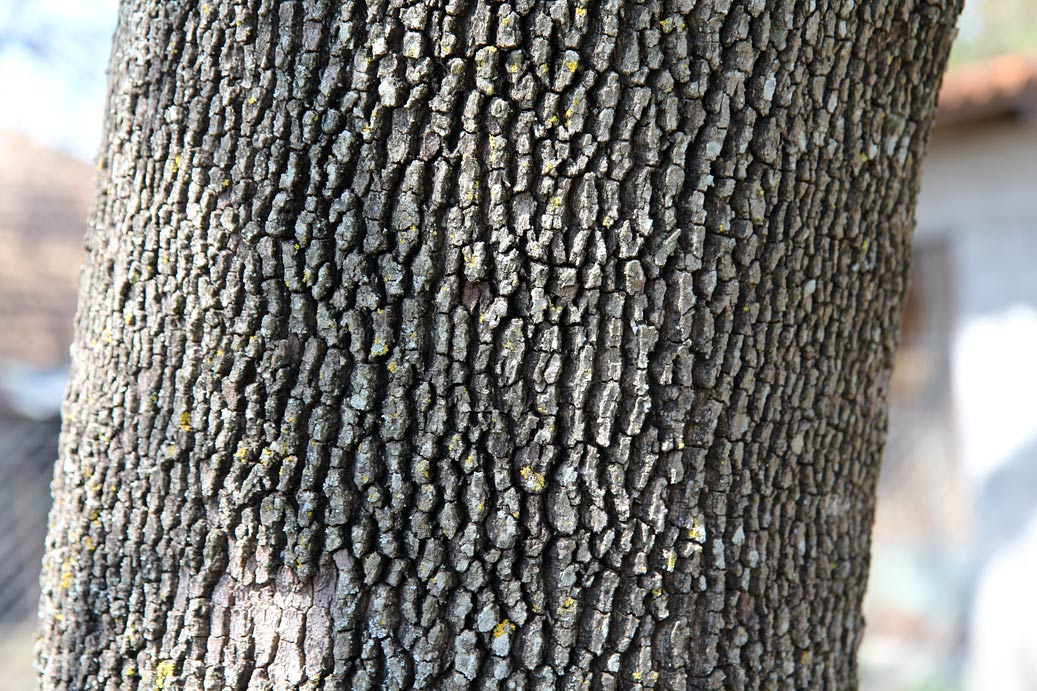 Image of Platanus orientalis specimen.