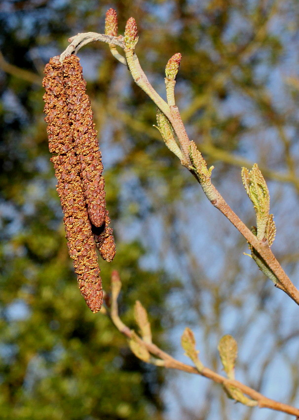 Image of Alnus japonica specimen.