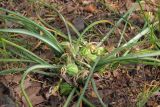 Ornithogalum refractum