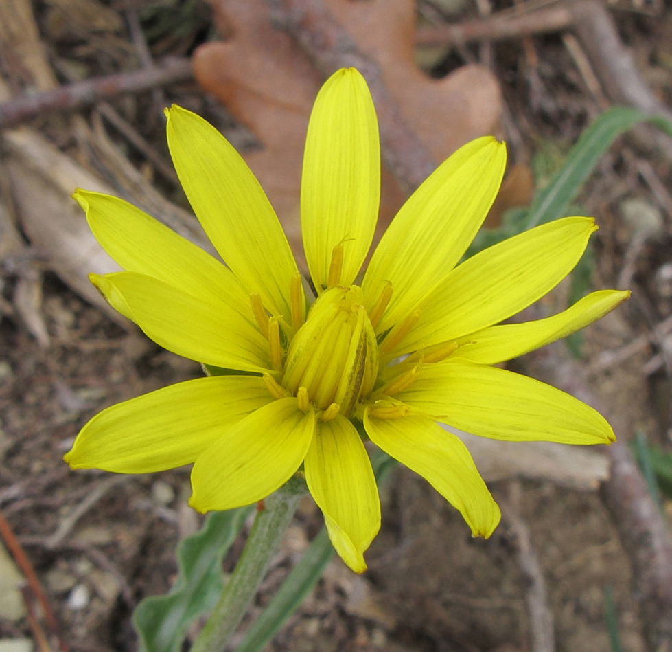 Image of Scorzonera turkeviczii specimen.