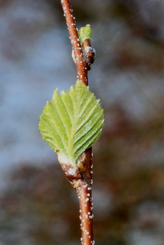 Image of Betula dauurica specimen.