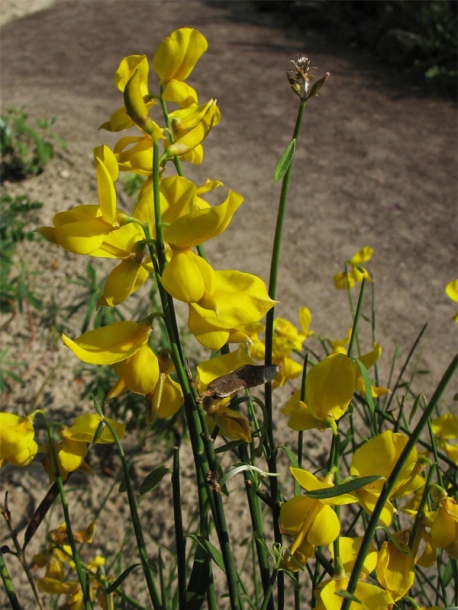 Image of Spartium junceum specimen.