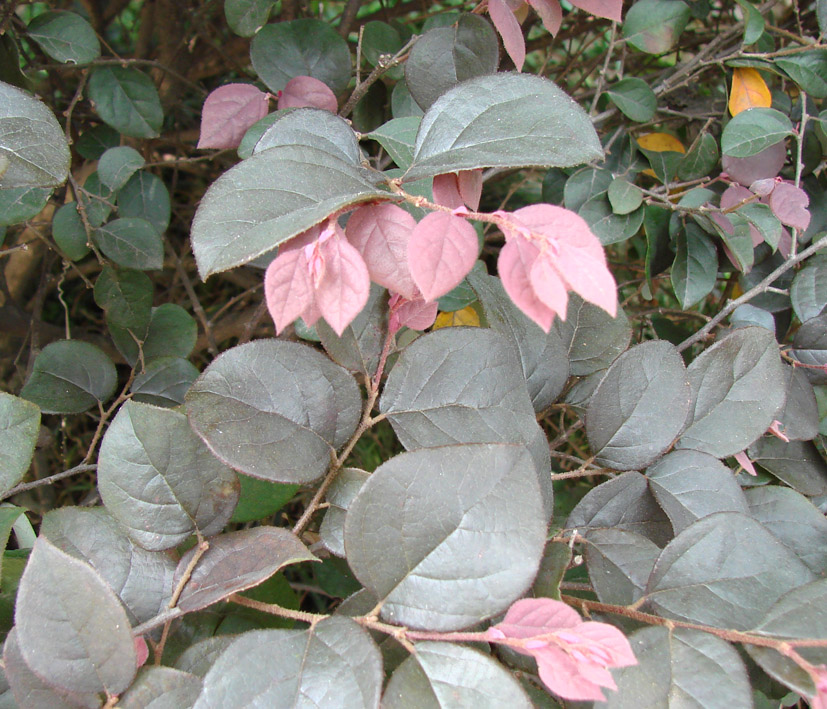 Image of Loropetalum chinense var. rubrum specimen.