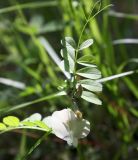 Vicia grandiflora. Верхушка цветущего растения. Словения, окр. дер. Сочерга (Sočerga), опушка широколиственного леса. 09.05.2014.