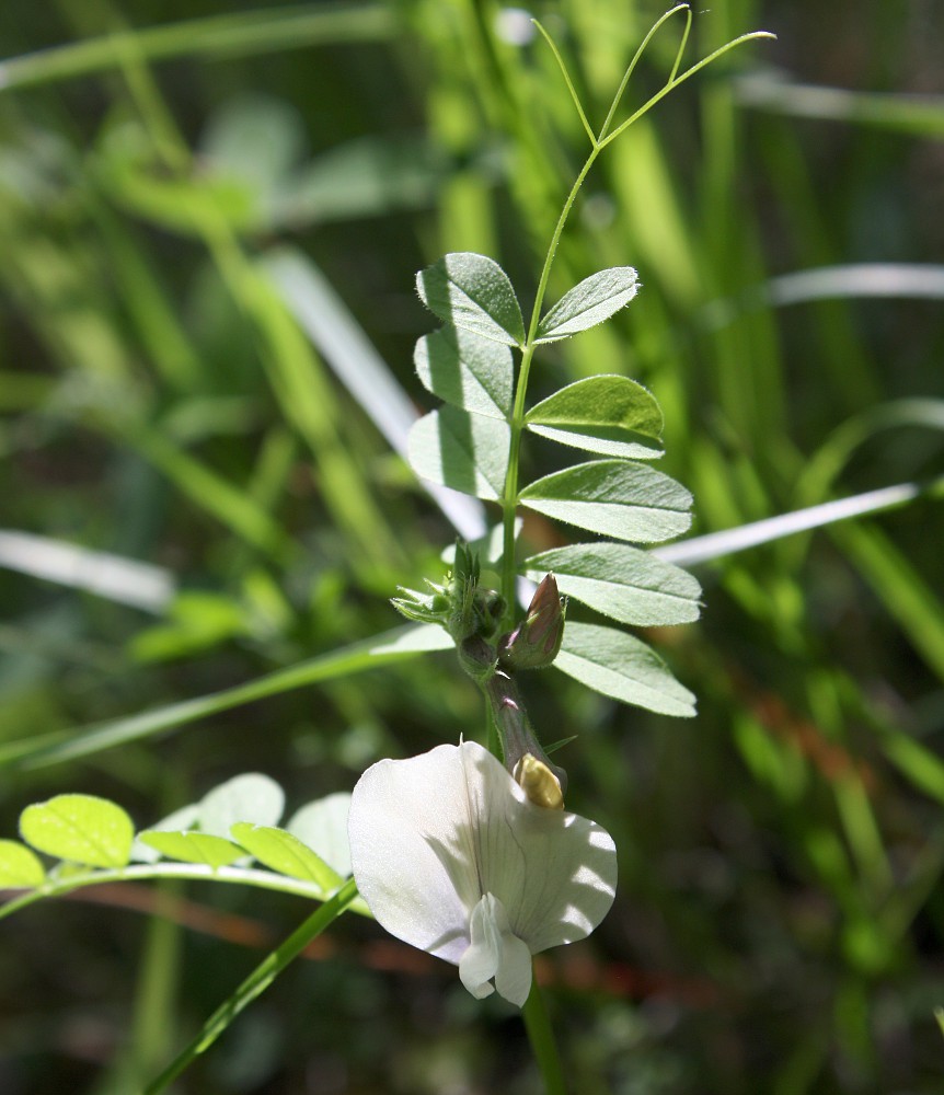 Изображение особи Vicia grandiflora.