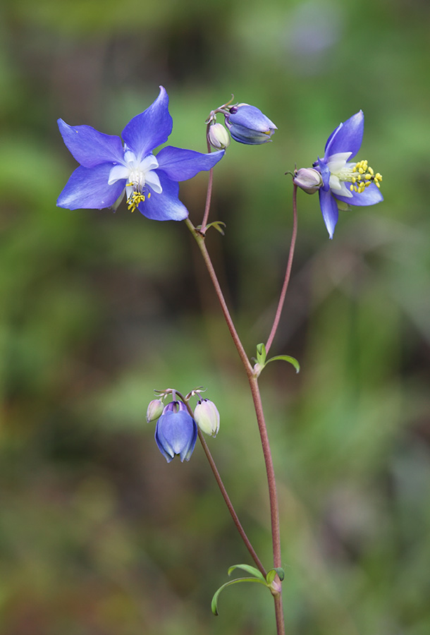 Image of Aquilegia parviflora specimen.