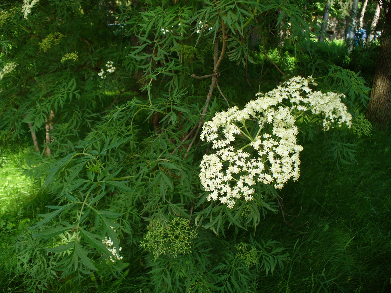 Image of Sambucus nigra f. laciniata specimen.