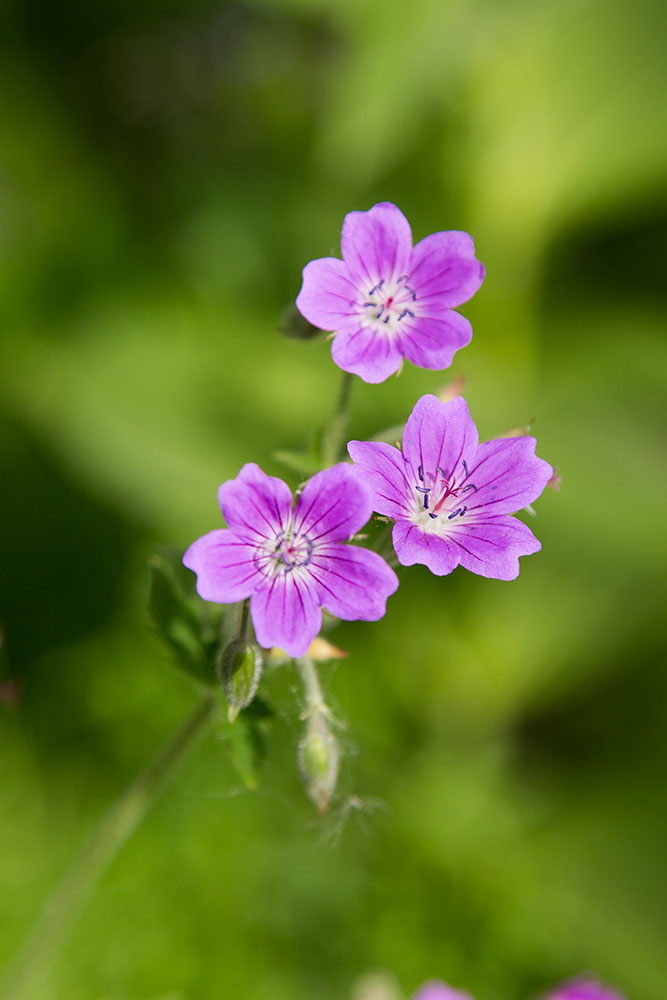 Изображение особи Geranium sylvaticum.