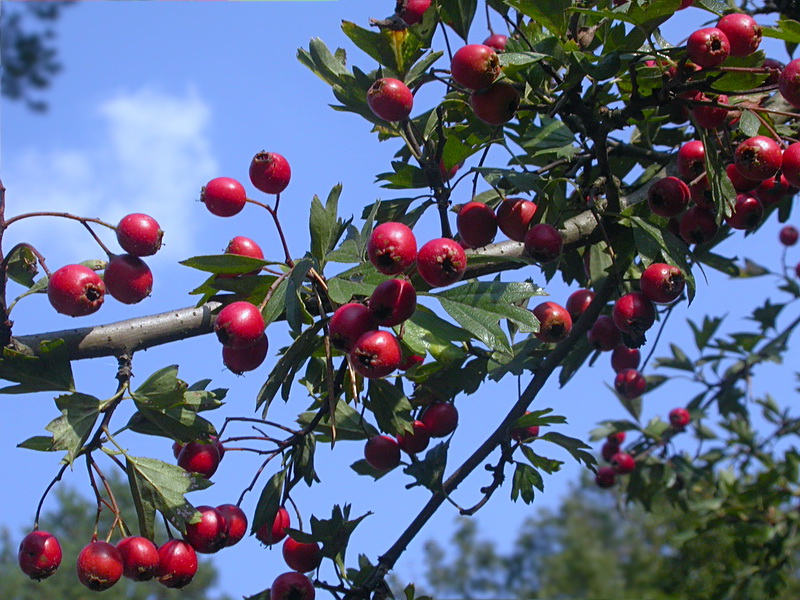 Image of Crataegus monogyna specimen.