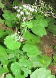 Pimpinella tripartita