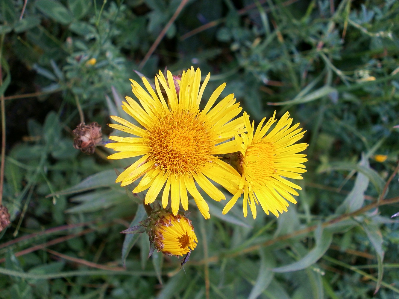 Изображение особи Inula salicina.