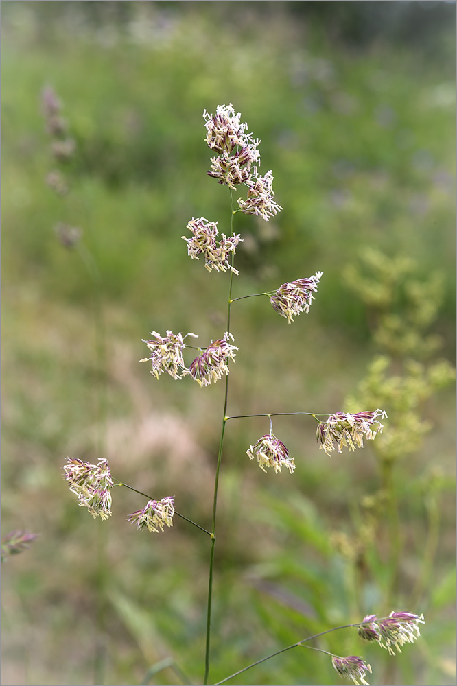 Изображение особи Dactylis glomerata.