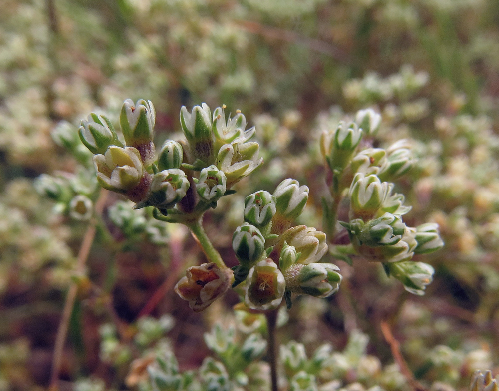 Изображение особи Scleranthus perennis.