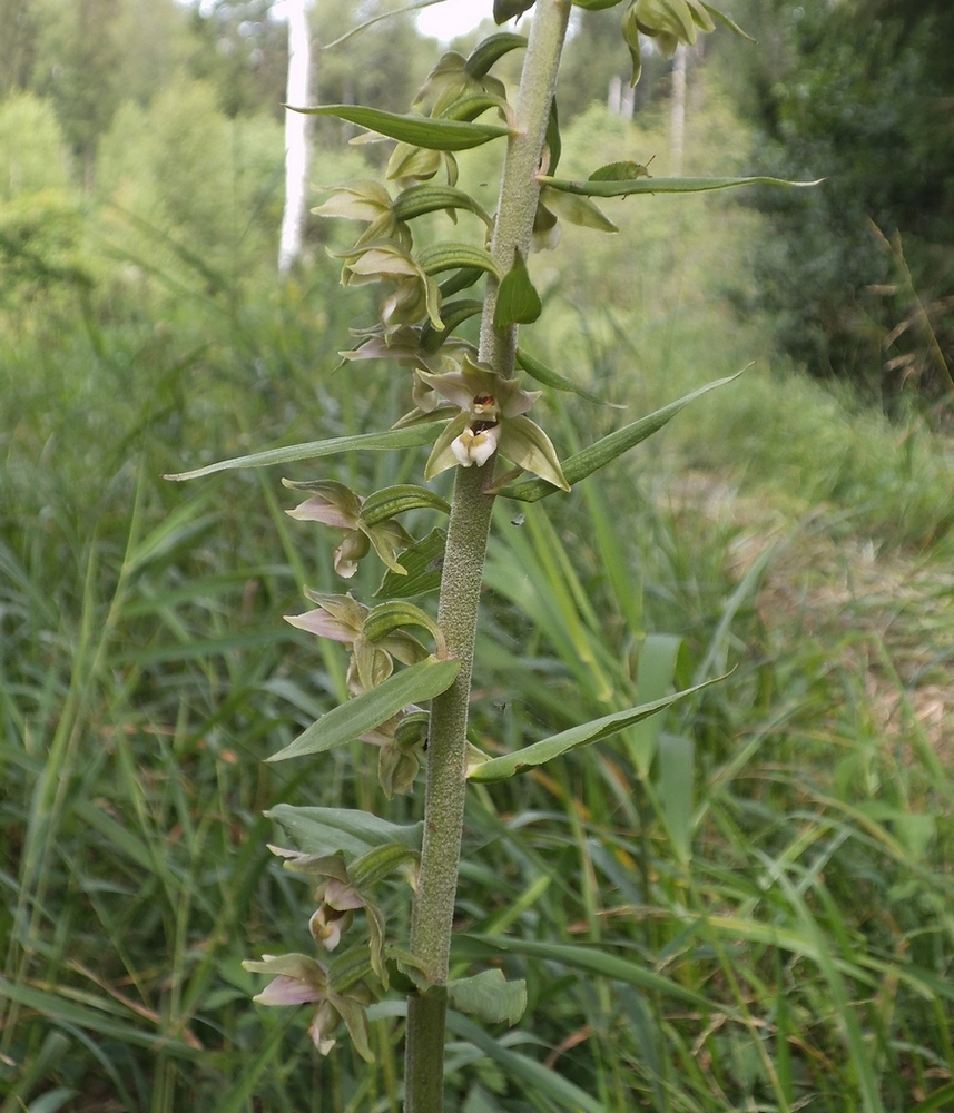 Изображение особи Epipactis helleborine.