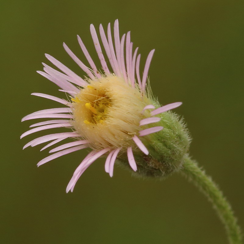 Image of Erigeron acris specimen.