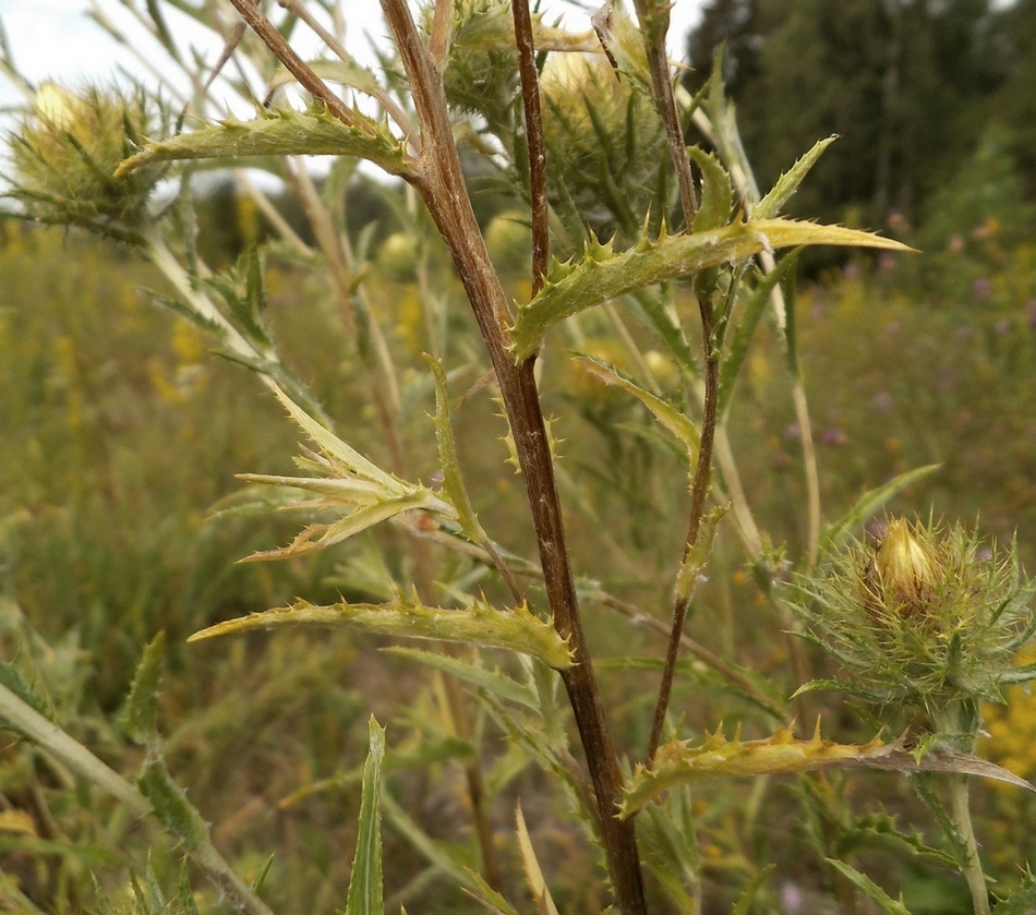 Image of Carlina biebersteinii specimen.