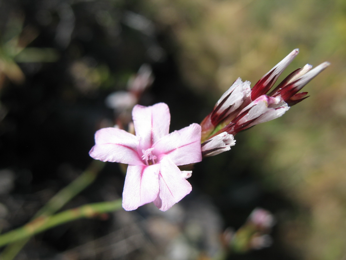 Image of Acantholimon alberti specimen.