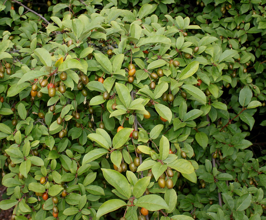 Image of Elaeagnus multiflora specimen.