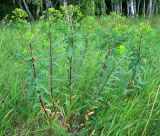 Euphorbia semivillosa