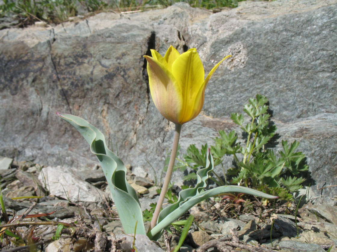 Image of Tulipa annae specimen.