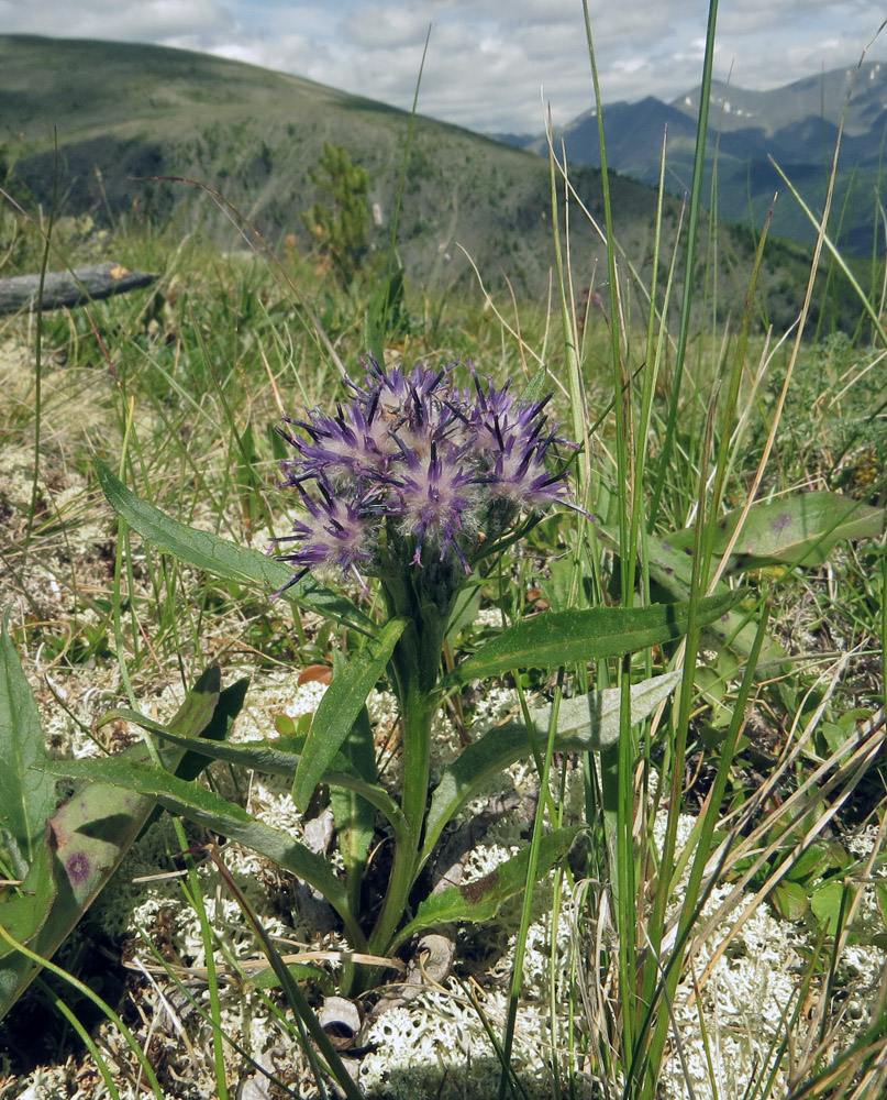 Изображение особи Saussurea subacaulis.