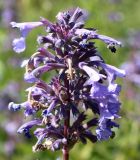 Nepeta grandiflora