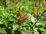 genus Salix. Верхушки молодых побегов. Украина. г. Киев, лес на восточной окраине, под линией электропередач. 29.08.2014.