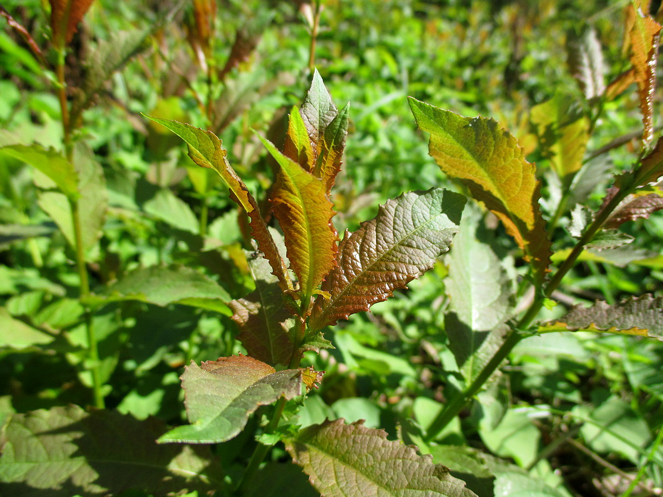 Image of genus Salix specimen.