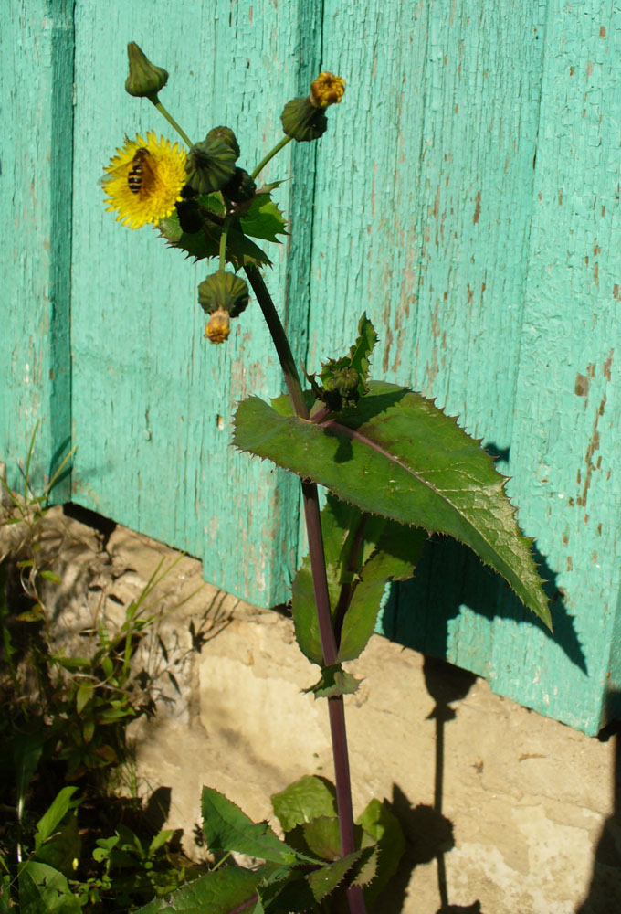 Изображение особи Sonchus asper.