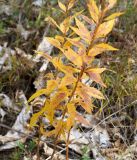 Platycodon grandiflorus. Нижняя часть растения с листьями в осеннем окрасе. Амурская обл., в ~ 30 км севернее Благовещенска, подножие холма. 22.09.2014.