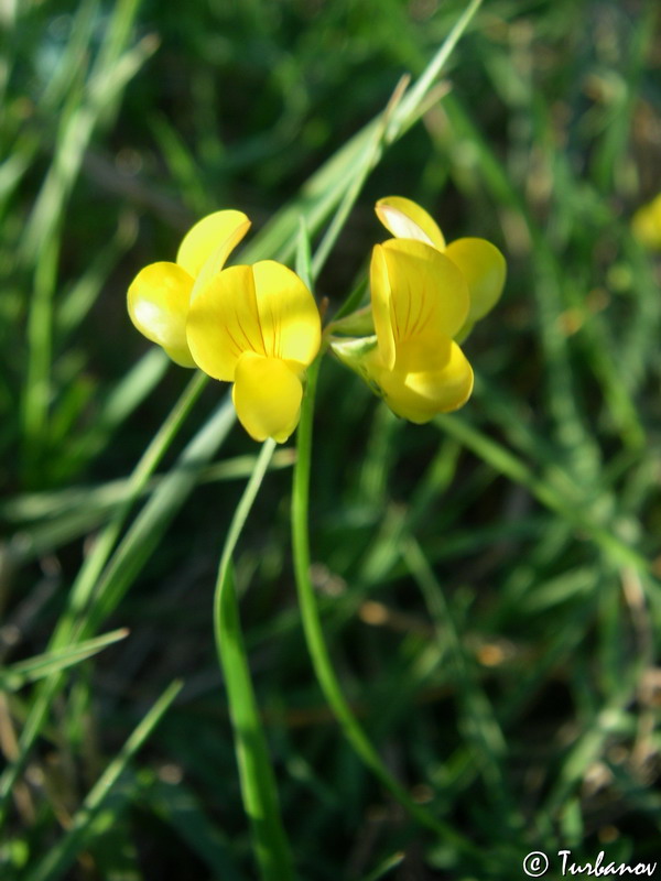 Image of Lotus tenuis specimen.