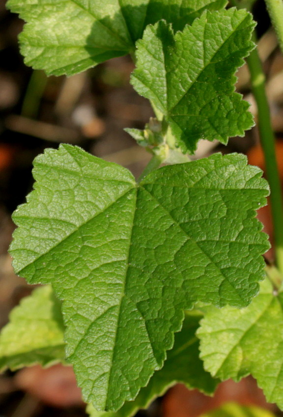 Image of Malva thuringiaca specimen.