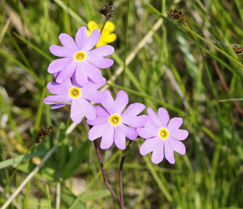 Image of Primula nutans specimen.