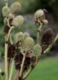 Eryngium monocephalum. Соплодия. Германия, г. Крефельд, Ботанический сад. 06.09.2014.